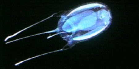 毒のある怖いクラゲ: クラゲを展示している水族館